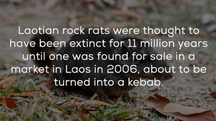 Interesting Facts (24 pics)