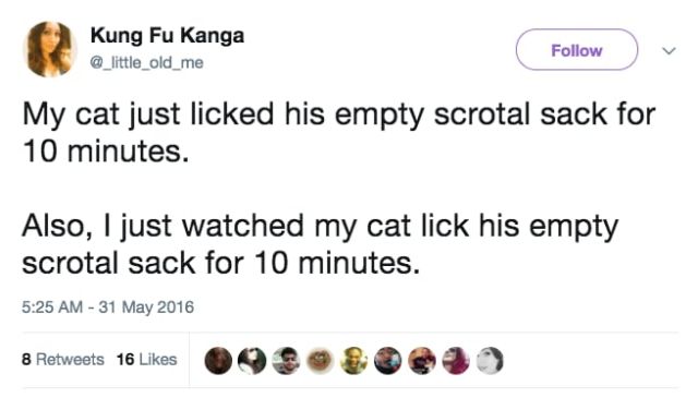 Funny Tweets About Cats (17 pics)