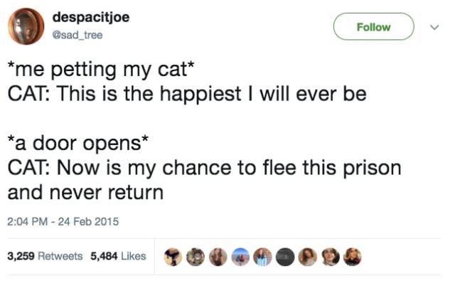 Funny Tweets About Cats (17 pics)