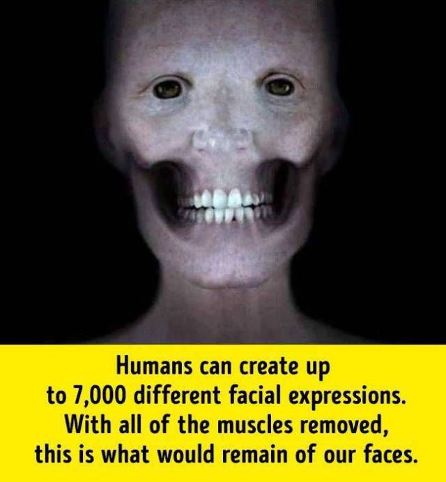 Facts About Human Body (17 pics)