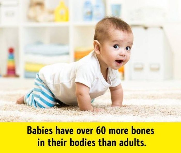 Facts About Human Body (17 pics)