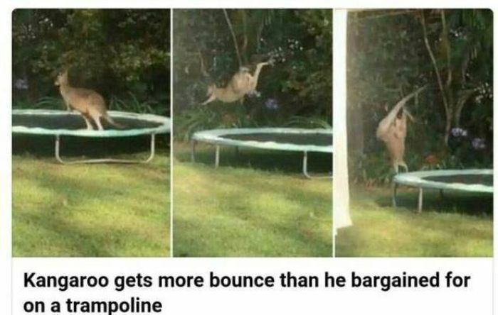 Australia Memes (28 pics)