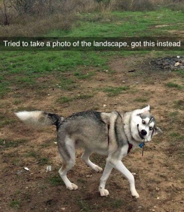 Funny Dogs On Snapchat (22 pics)