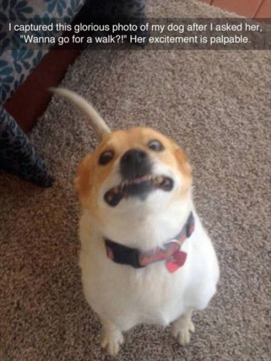 Funny Dogs On Snapchat (22 pics)