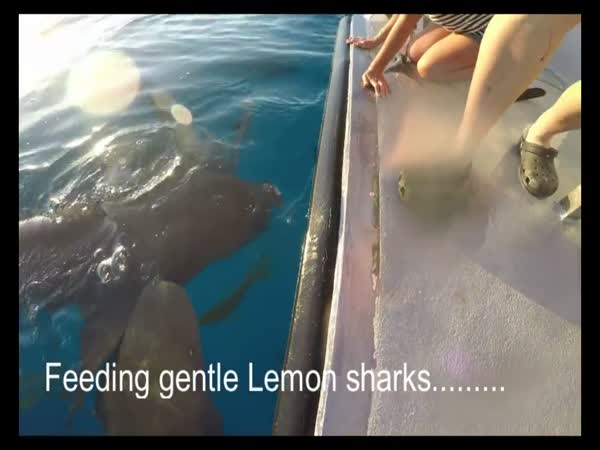 Feeding Gentle Lemon Sharks