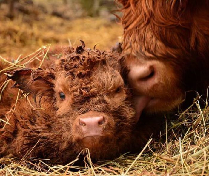 Cute Calves 30 Pics Cute Calves 30 Pics