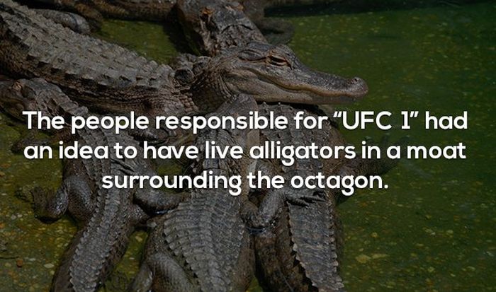 Interesting Facts About MMA and the UFC (17 pics)