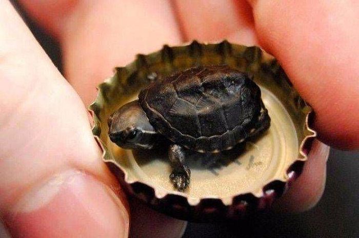 Awesome Pictures (52 pics)