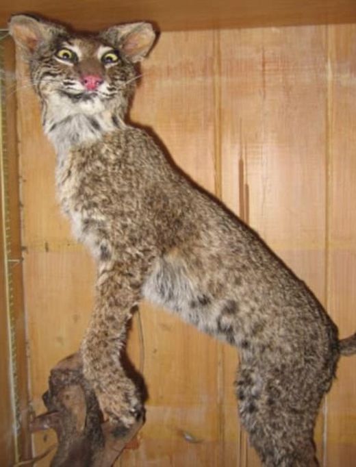 Taxidermy Fails (25 pics)