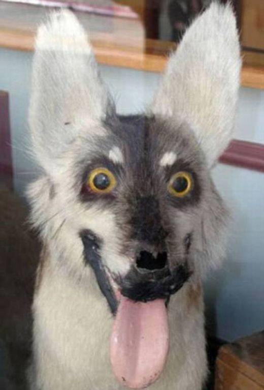 Taxidermy Fails (25 pics)