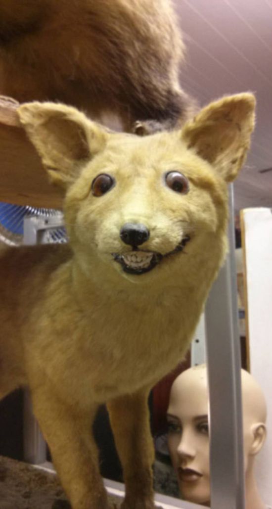 Taxidermy Fails (25 pics)