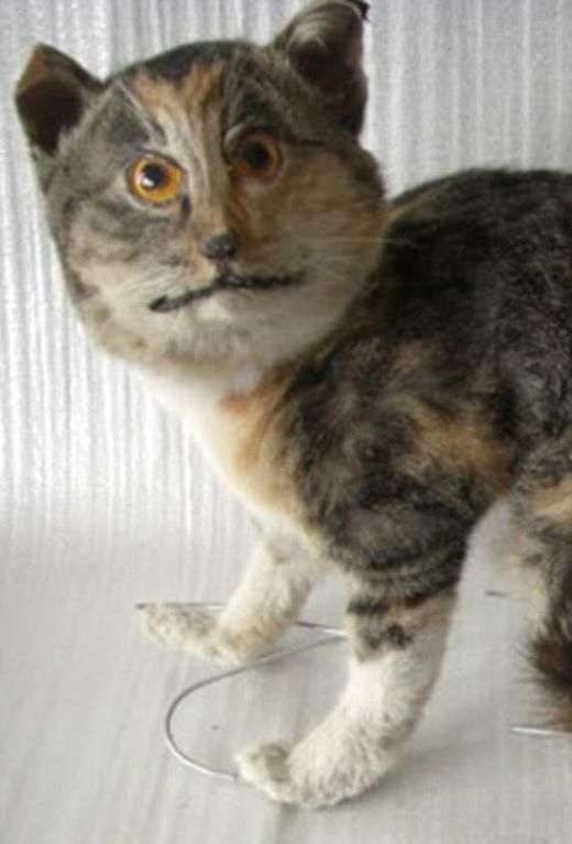 Taxidermy Fails (25 pics)