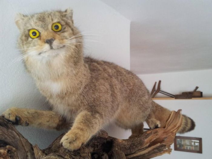 Taxidermy Fails (25 pics)