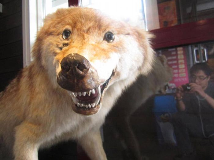 Taxidermy Fails (25 pics)