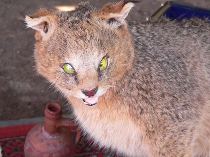 Taxidermy Fails (25 pics)