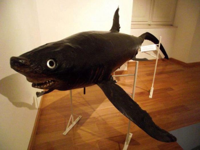 Taxidermy Fails (25 pics)