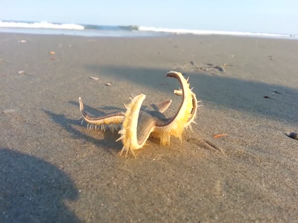 How does a Starfish Move?