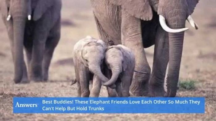 That's What Friends Are For (17 pics)