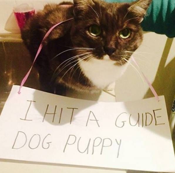 Cat Shaming (30 pics)