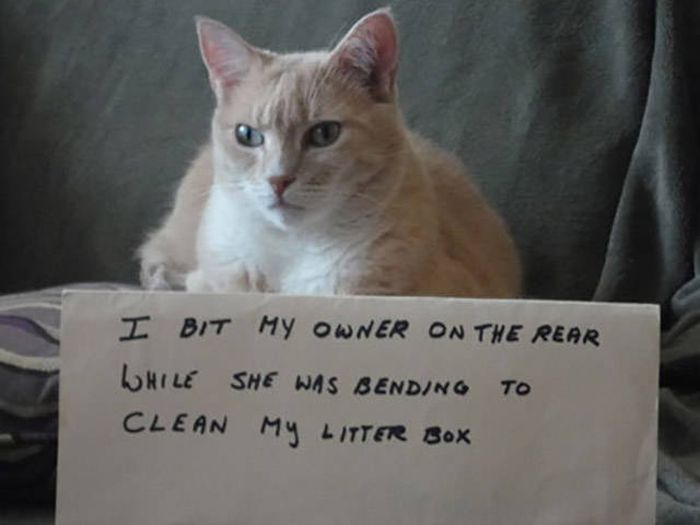 Cat Shaming (30 pics)