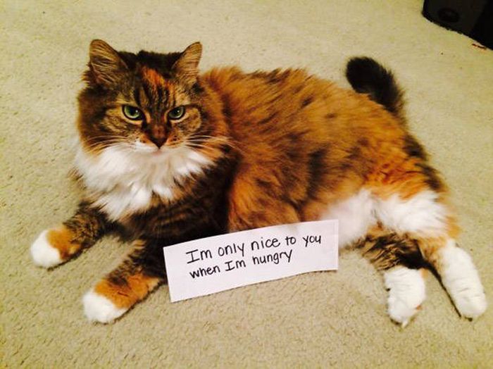 Cat Shaming (30 pics)