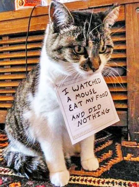 Cat Shaming (30 pics)