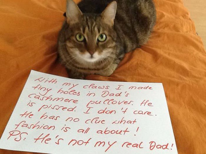 Cat Shaming (30 pics)