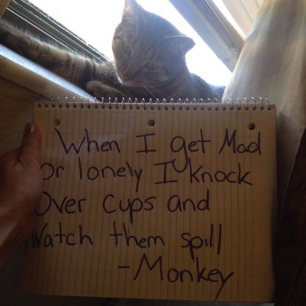 Cat Shaming (30 pics)
