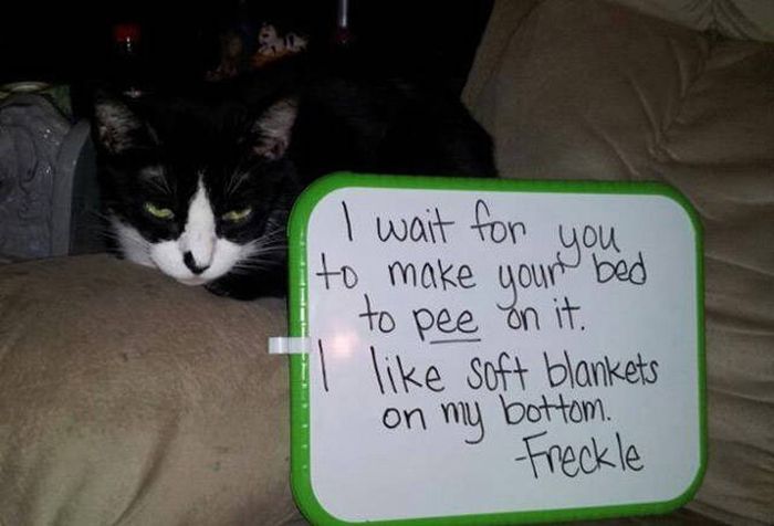 Cat Shaming (30 pics)