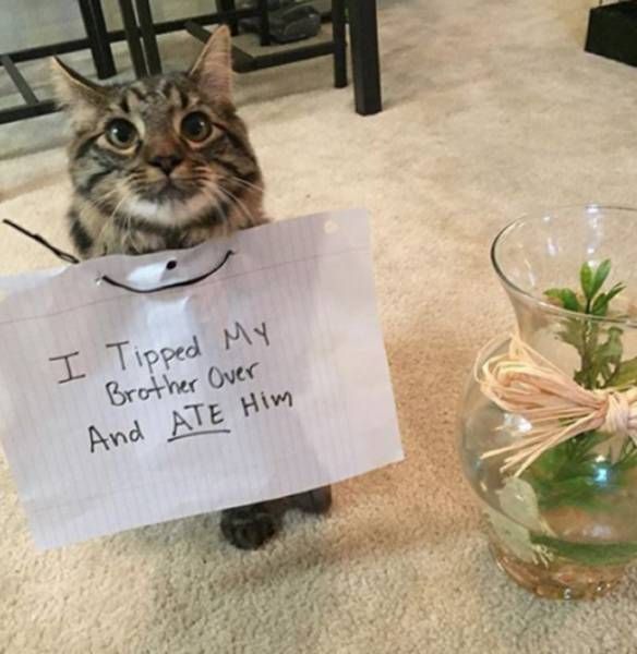 Cat Shaming (30 pics)