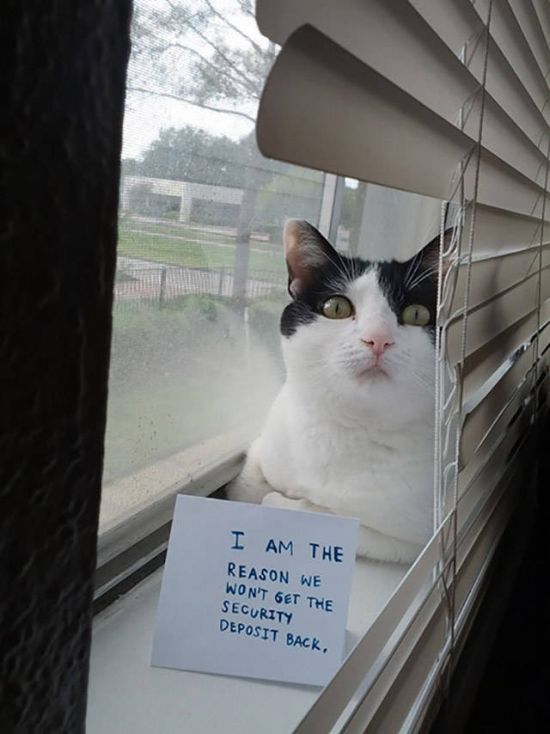 Cat Shaming (30 pics)