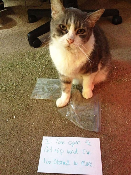 Cat Shaming (30 pics)