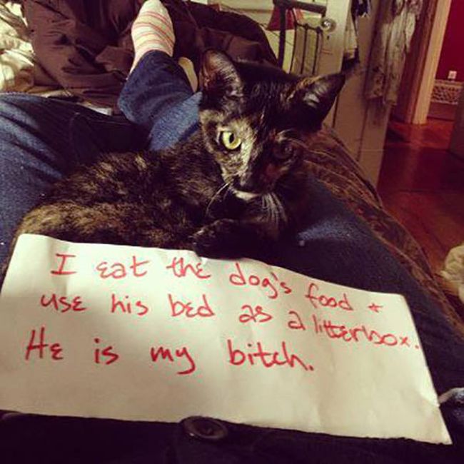 Cat Shaming (30 pics)