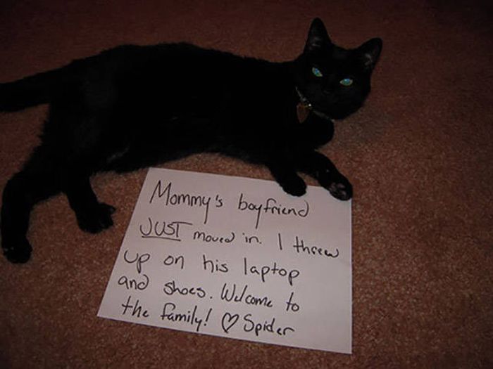 Cat Shaming (30 pics)