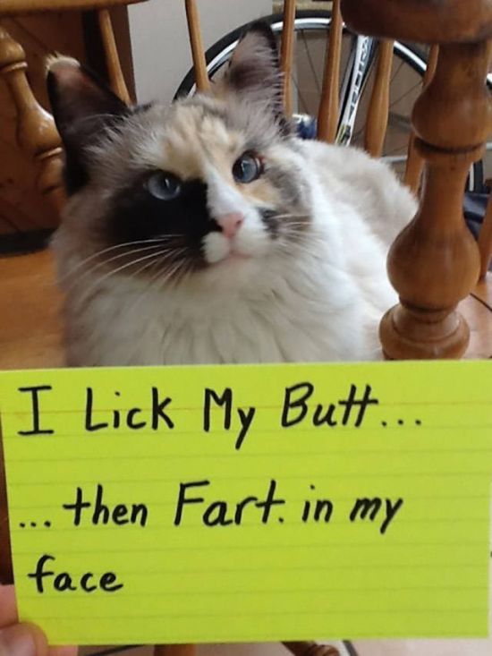 Cat Shaming (30 pics)