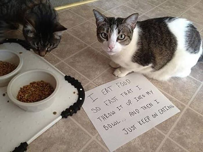 Cat Shaming (30 pics)