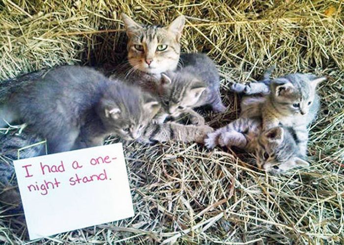 Cat Shaming (30 pics)