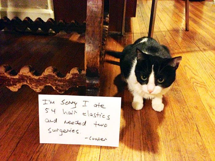 Cat Shaming (30 pics)