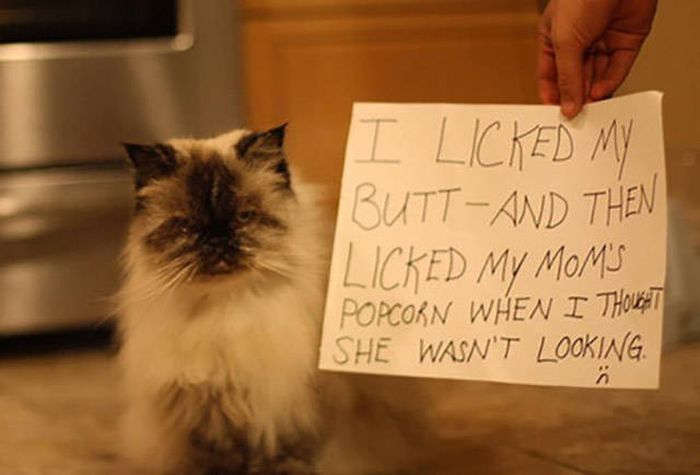 Cat Shaming (30 pics)