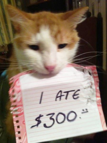 Cat Shaming (30 pics)