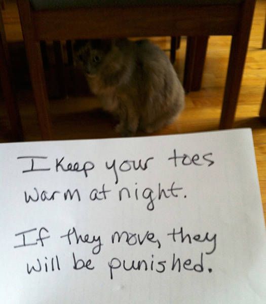 Cat Shaming (30 pics)