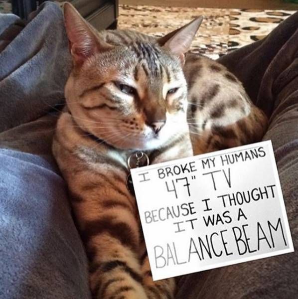 Cat Shaming (30 pics)