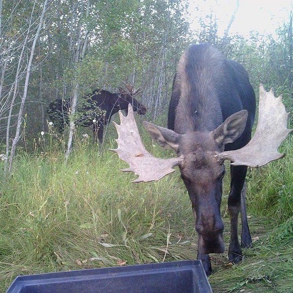 Meanwhile, in Canada (23 pics)