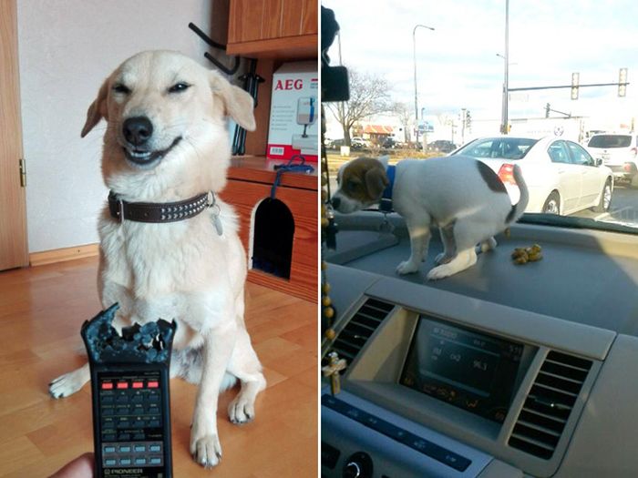 Proof That Dogs Are As Evil As Cats (17 pics)