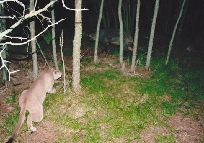Animals Captured By Hidden Cams (39 pics)