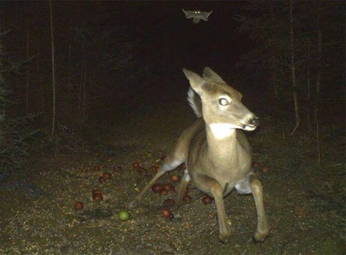 Animals Captured By Hidden Cams (39 pics)