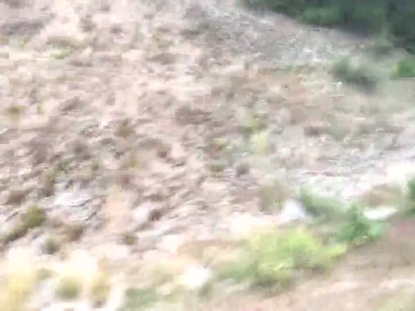 Majestic Grey Wolf Runs Along Side This Lucky Families Car