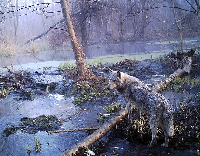 Chernobyl Animals Don't Look Like Mutants (54 pics)