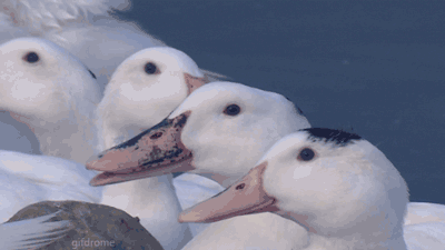 Acid Gifdump, October 16, 2017 (25 gifs)