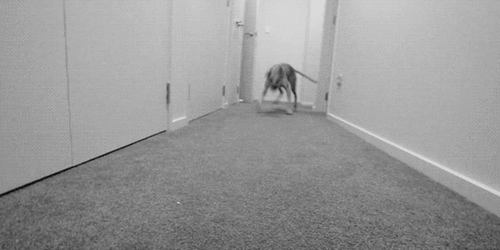 Acid Gifdump, October 16, 2017 (25 gifs)